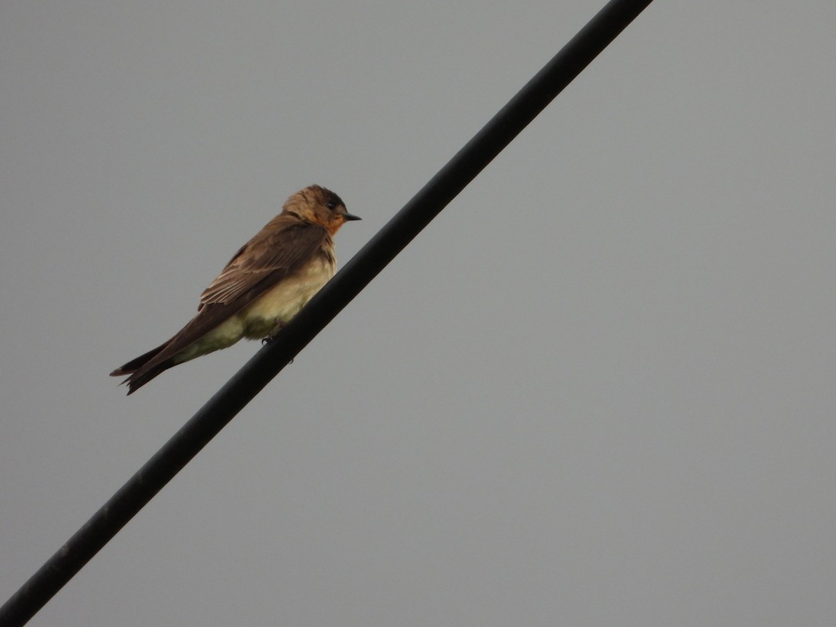 Southern Rough-winged Swallow - ML635643927