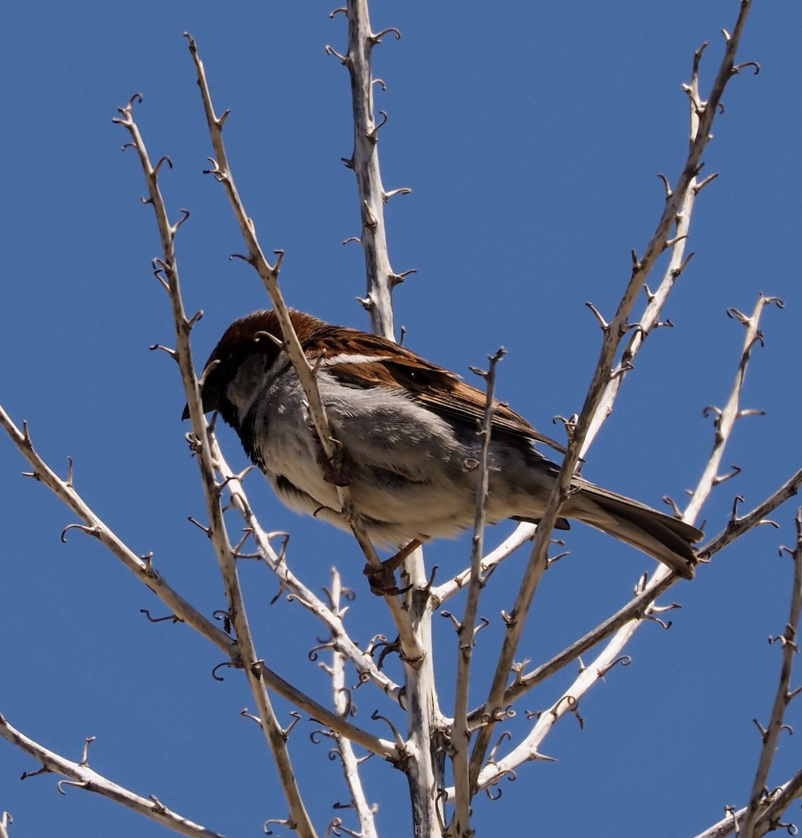 Haussperling - ML635643972