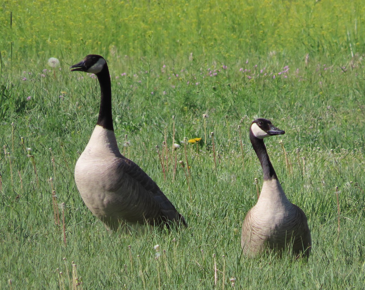 Canada Goose - ML635644158