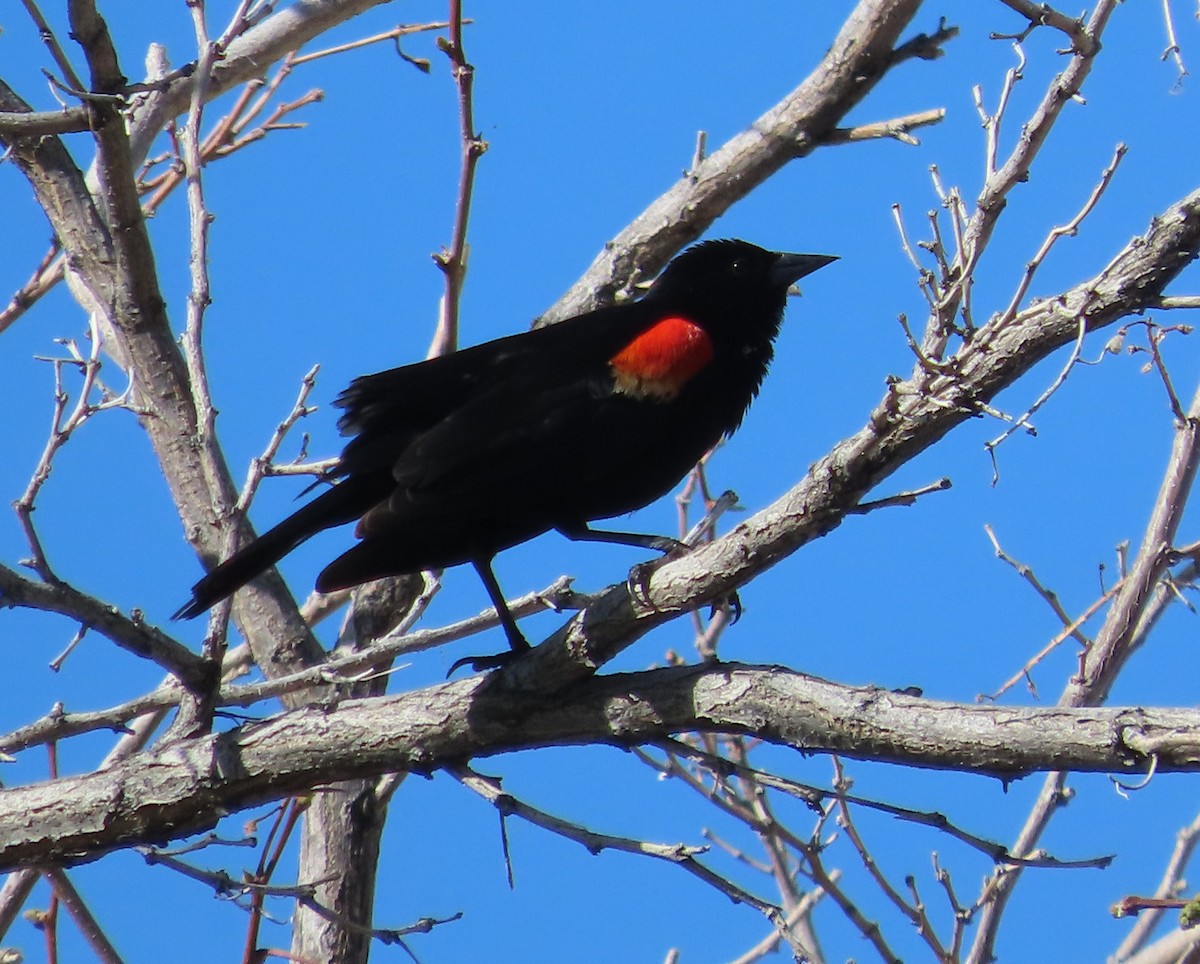 Red-winged Blackbird - ML635644172