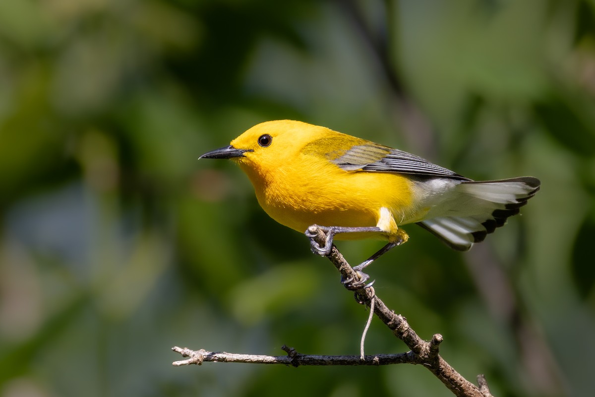plommeparula - ML635644210
