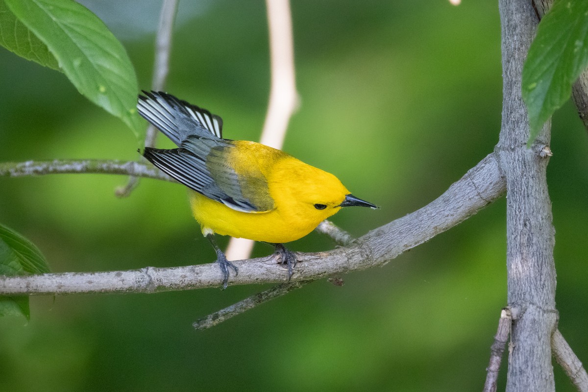 plommeparula - ML635644212