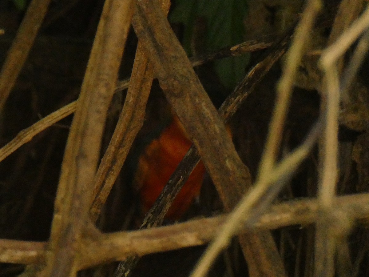 Green-and-rufous Kingfisher - ML635644409