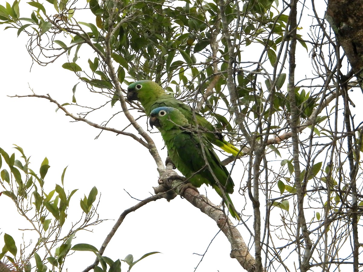 Mealy Amazon - ML635644453