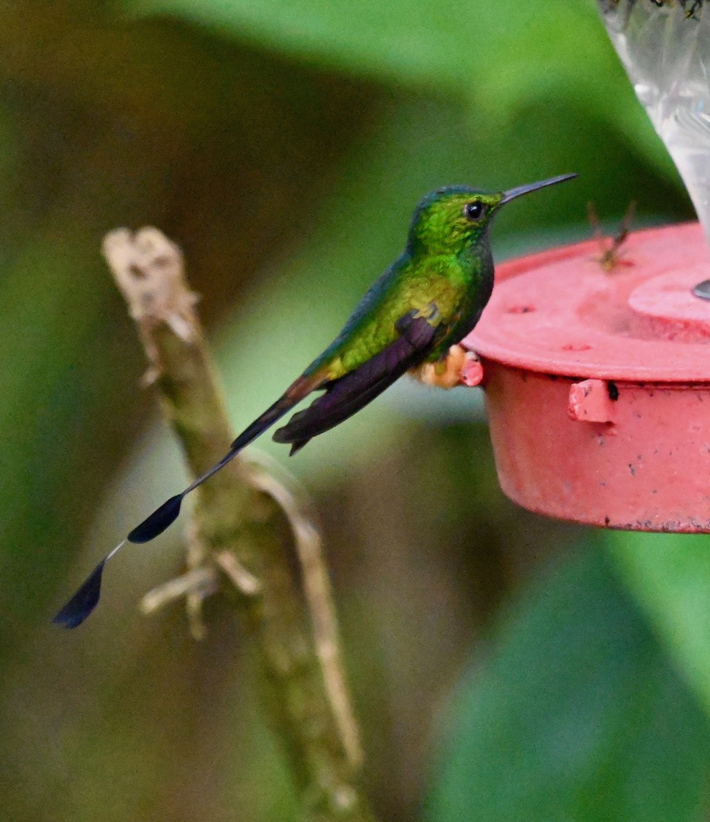 Peruvian Racket-tail - ML635644471