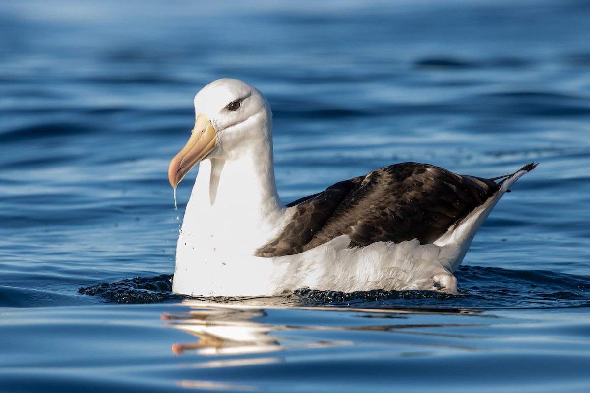 Black-browed Albatross - ML635644491