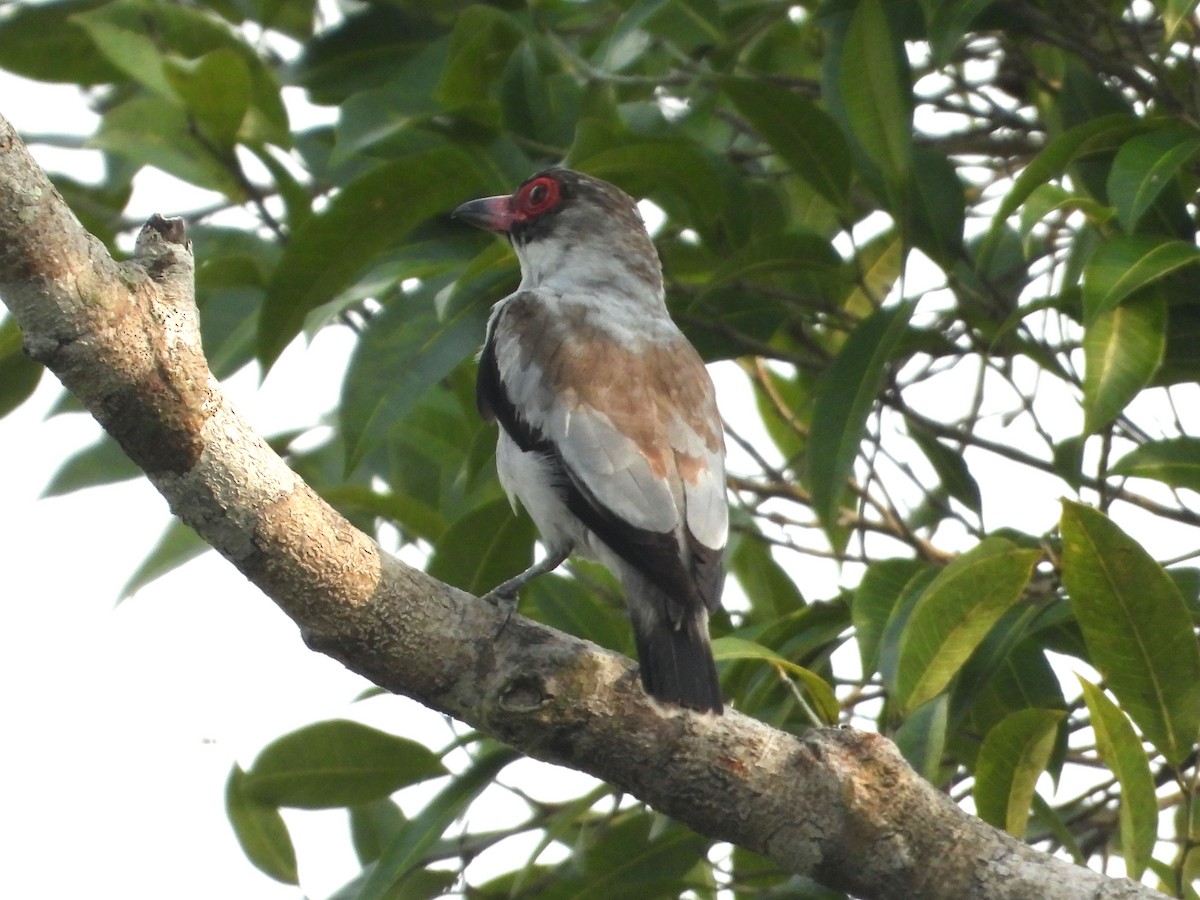 Masked Tityra - ML635644493