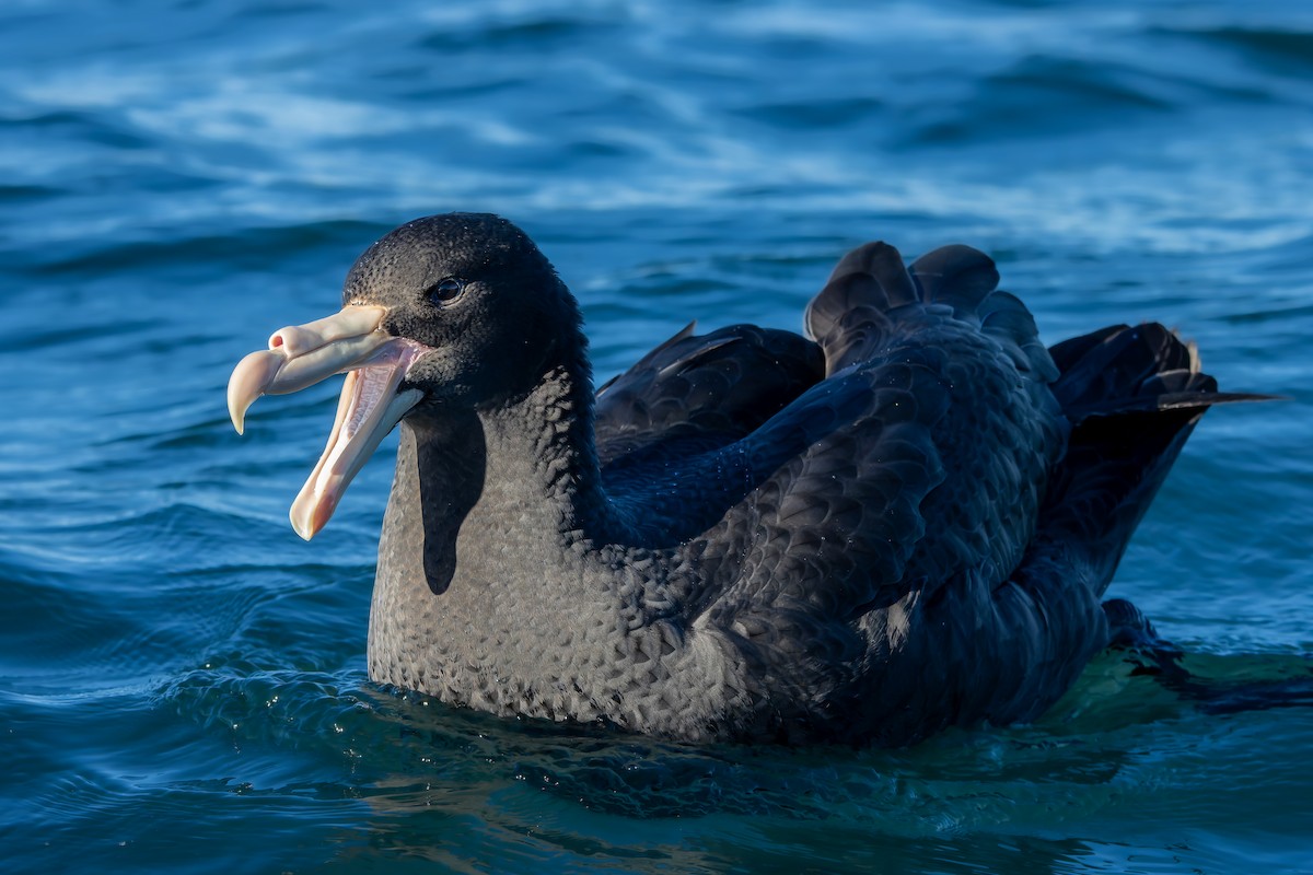 Northern Giant-Petrel - ML635644535