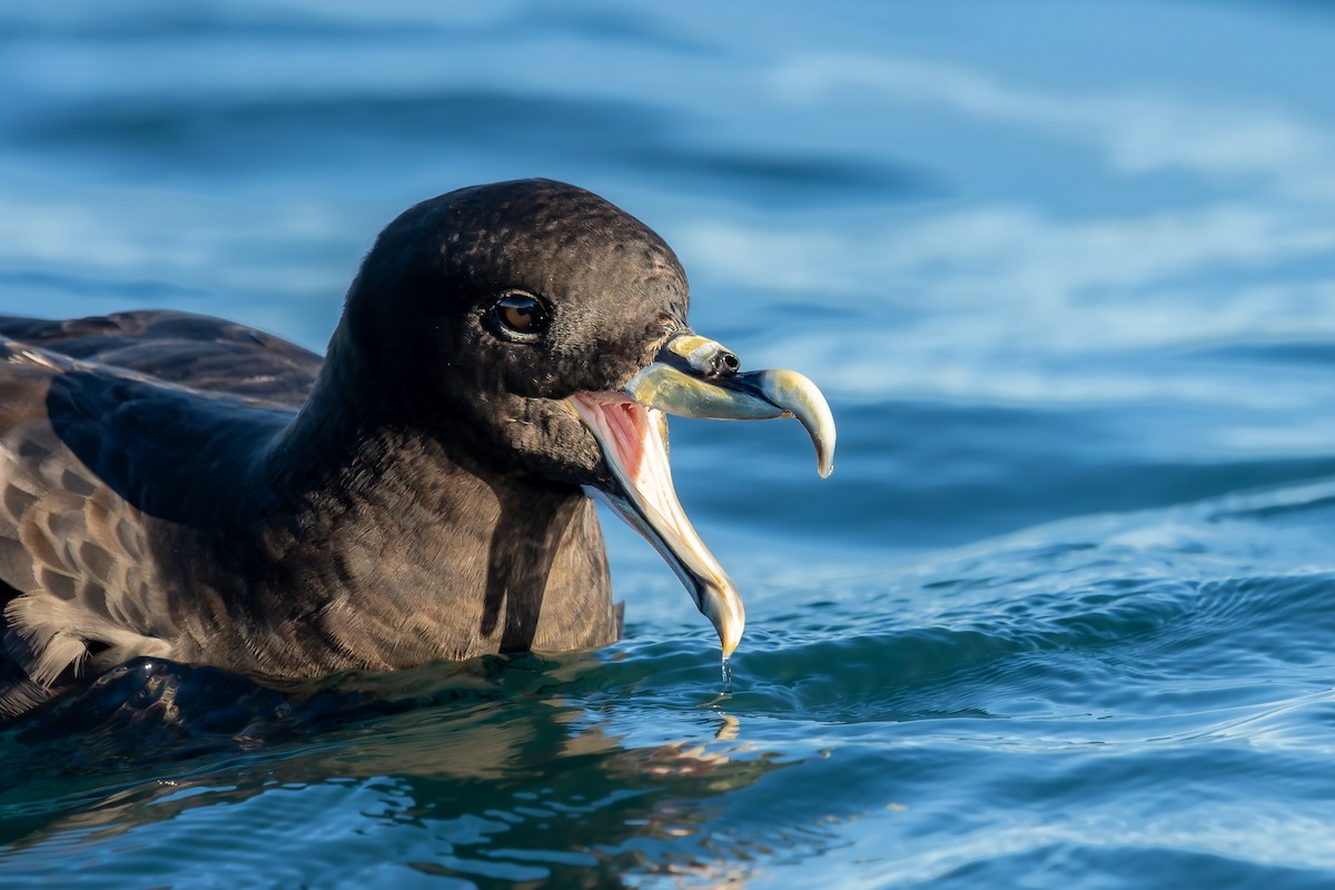 White-chinned Petrel - ML635644573
