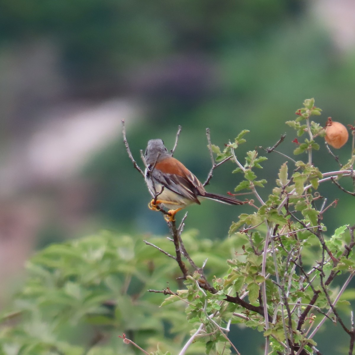 Buff-bridled Inca-Finch - ML635644578