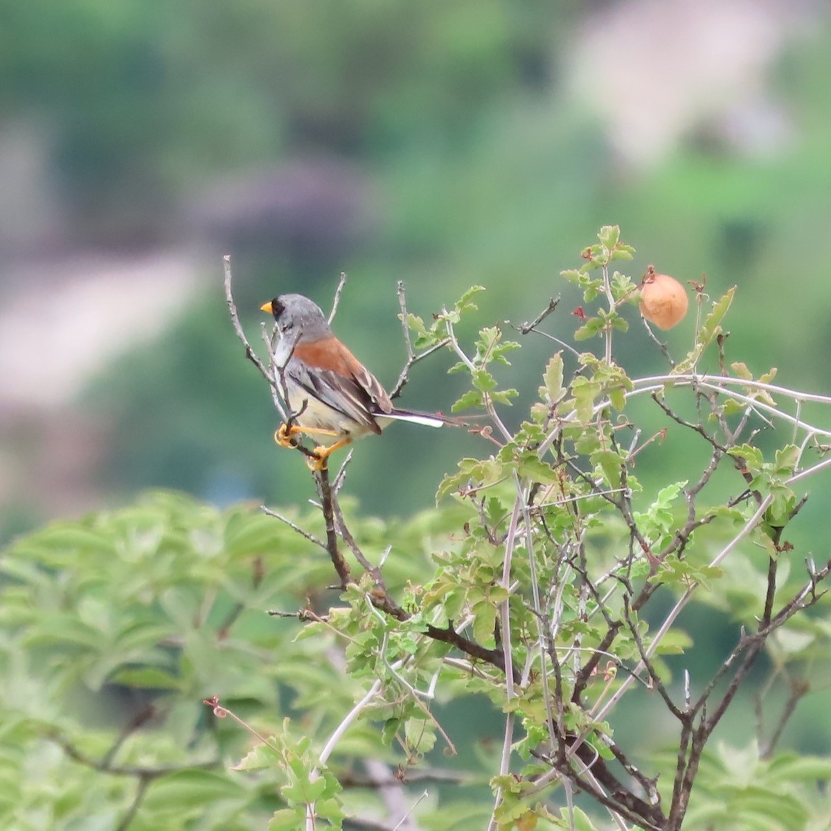 Buff-bridled Inca-Finch - ML635644579