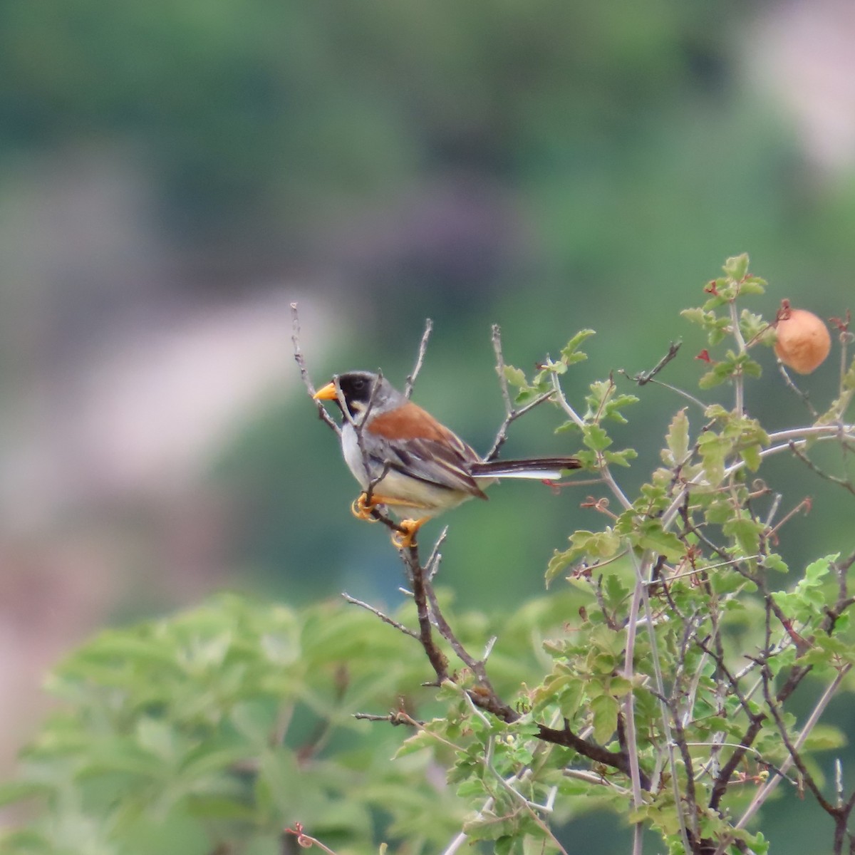 Buff-bridled Inca-Finch - ML635644580