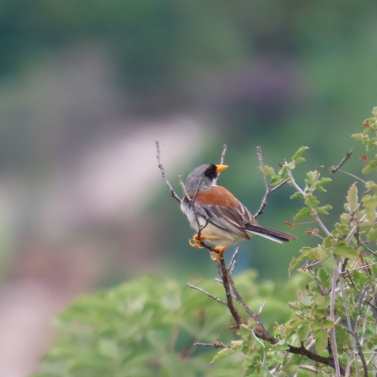 Buff-bridled Inca-Finch - ML635644581