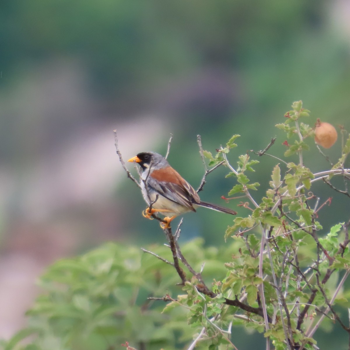 Buff-bridled Inca-Finch - ML635644583
