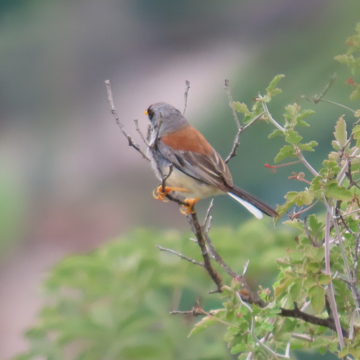 Buff-bridled Inca-Finch - ML635644584
