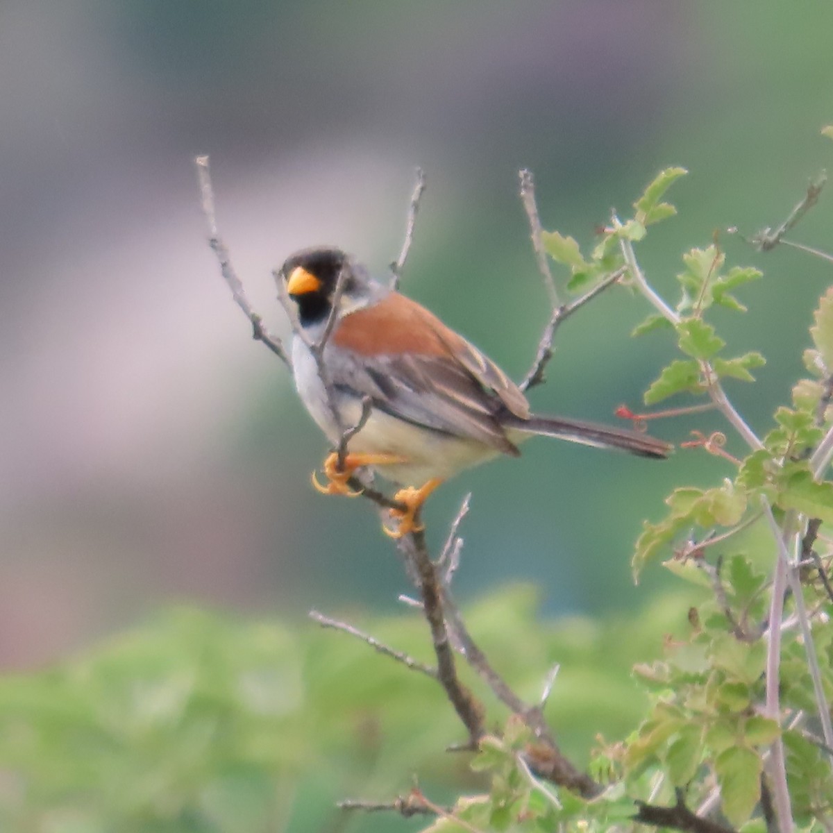 Buff-bridled Inca-Finch - ML635644585