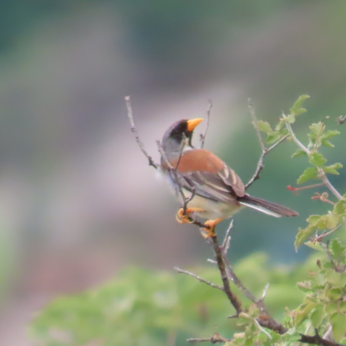 Buff-bridled Inca-Finch - ML635644586