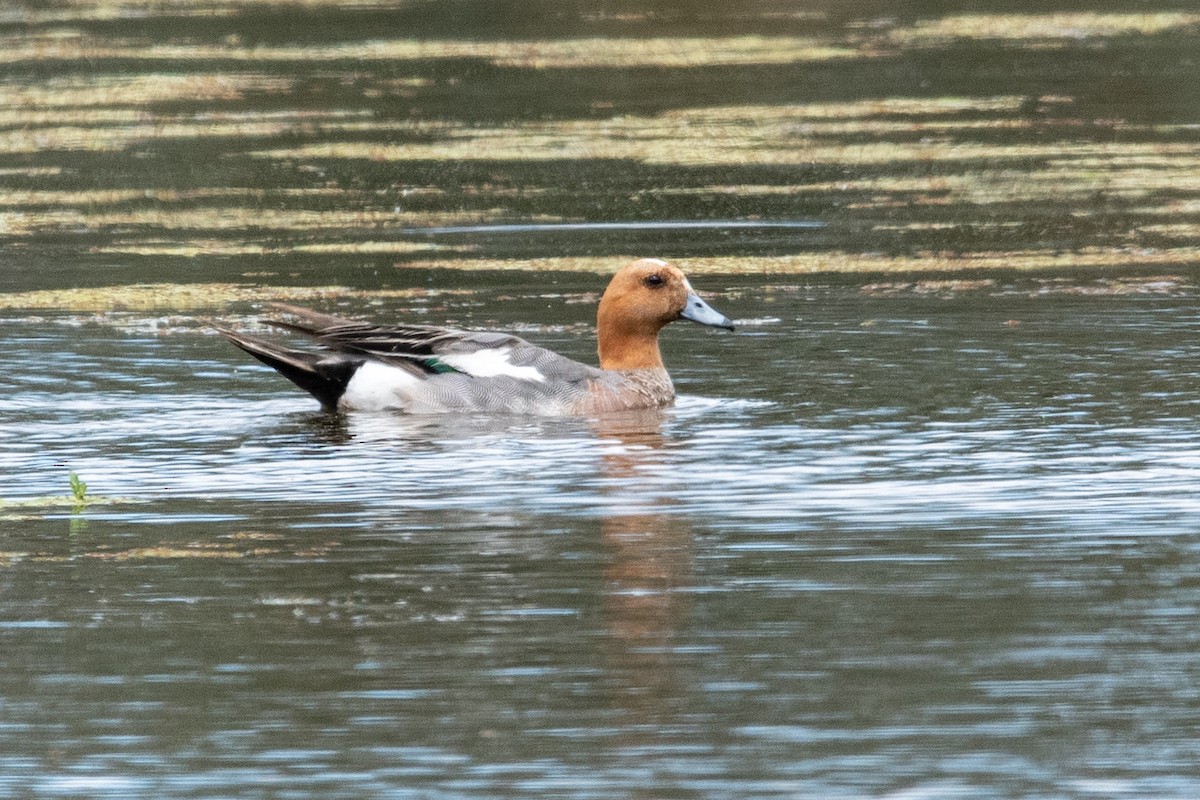 Eurasian Wigeon - ML635644640