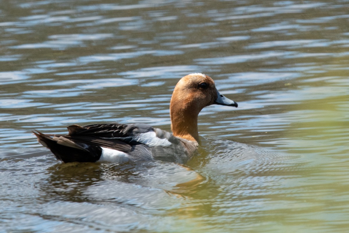 Eurasian Wigeon - ML635644641