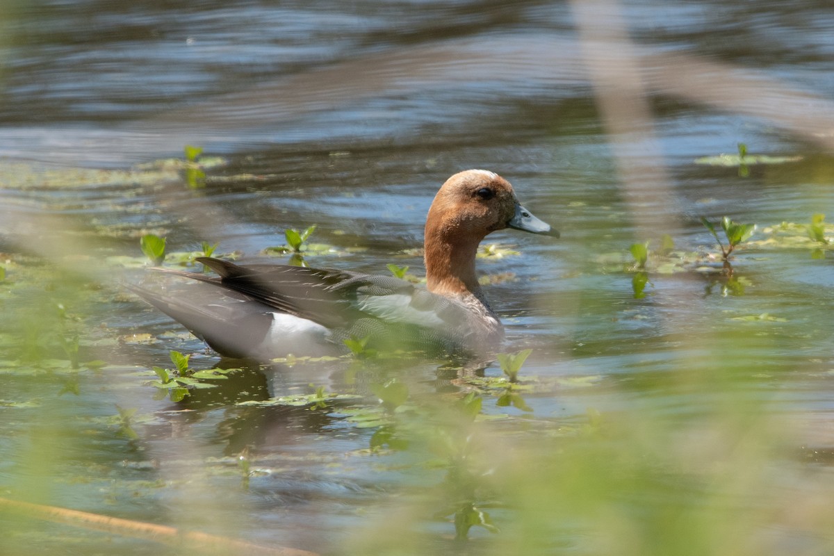 Eurasian Wigeon - ML635644642