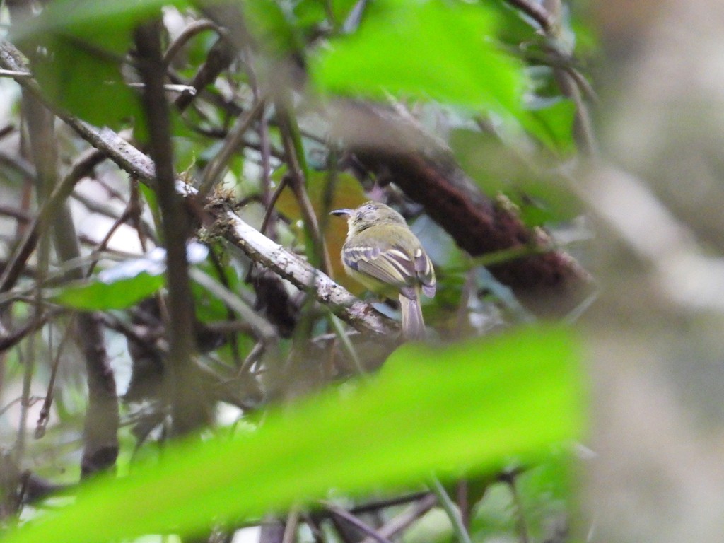 Southern Bentbill - ML635644643