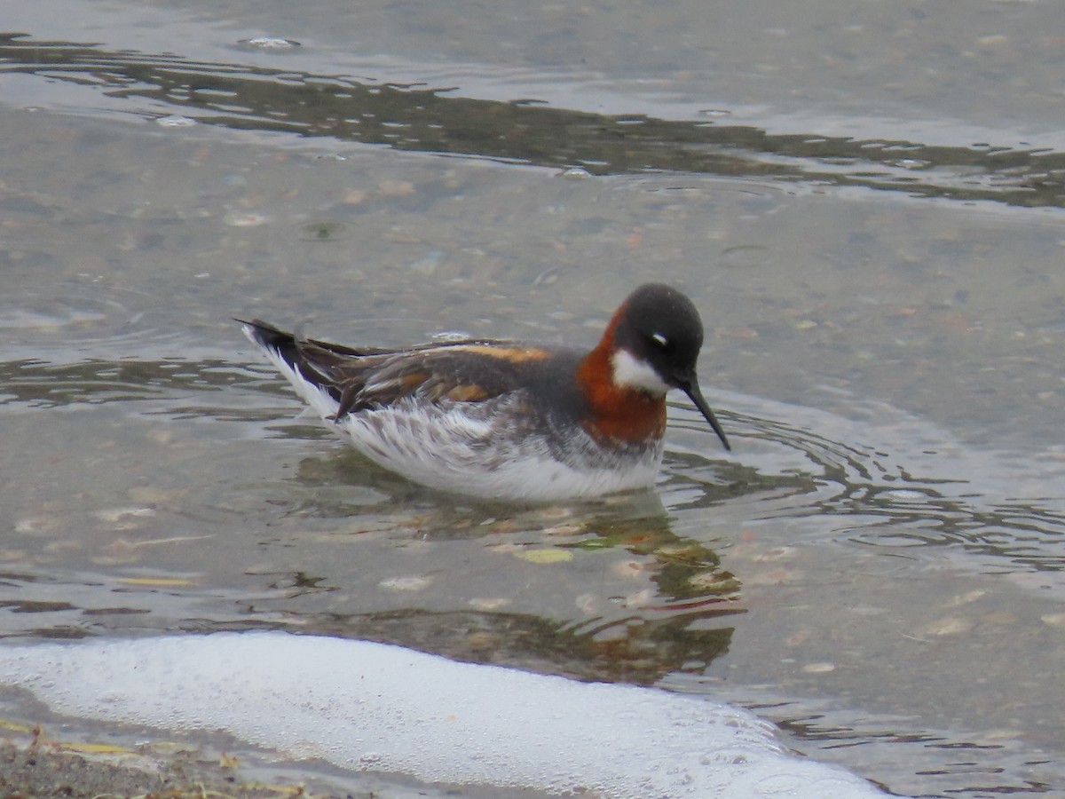 Red-necked Phalarope - ML635644655