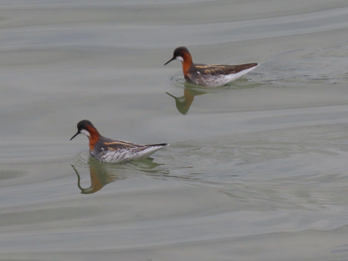 Red-necked Phalarope - ML635644669