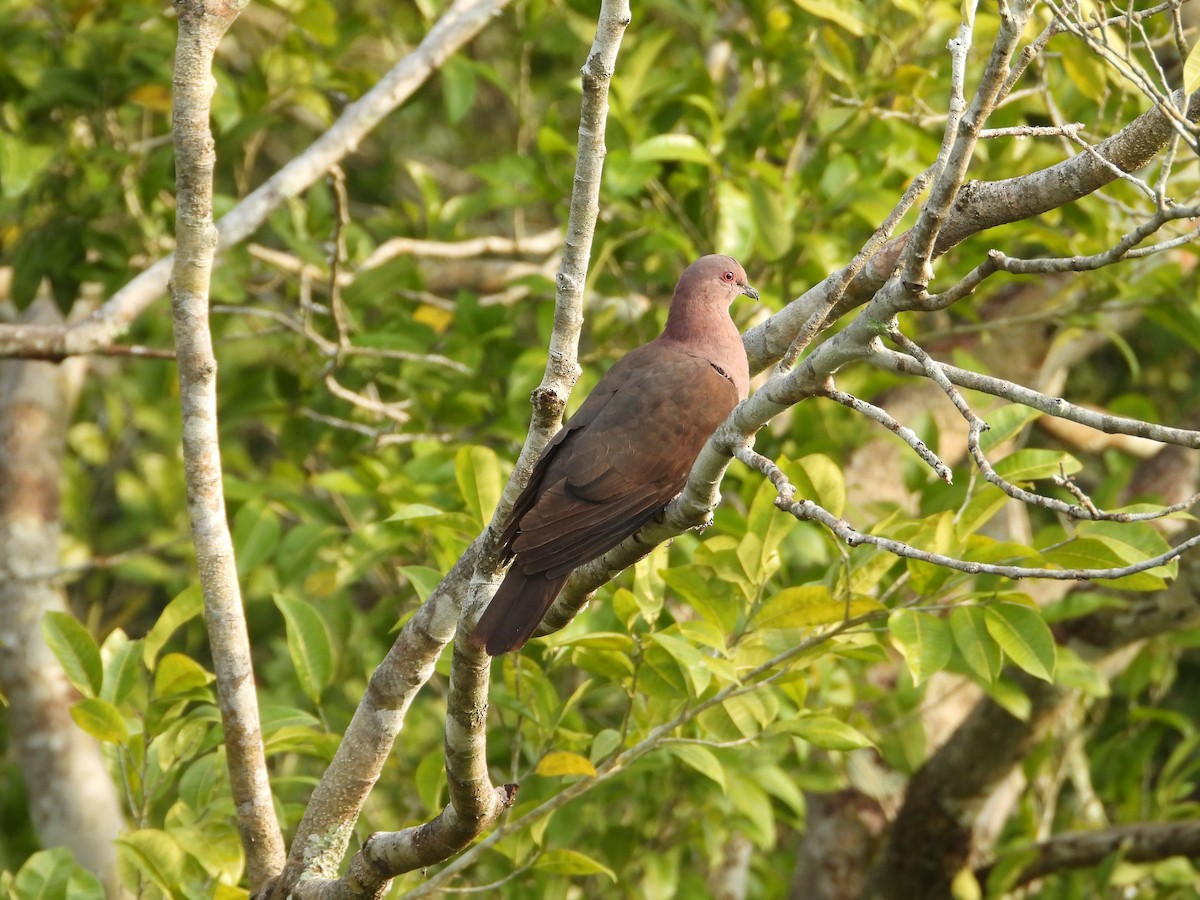 Short-billed Pigeon - ML635644704