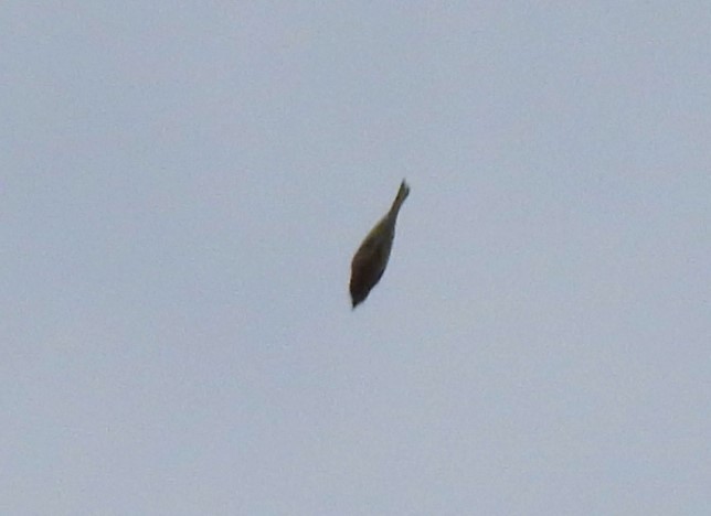 House Finch - ML635644762
