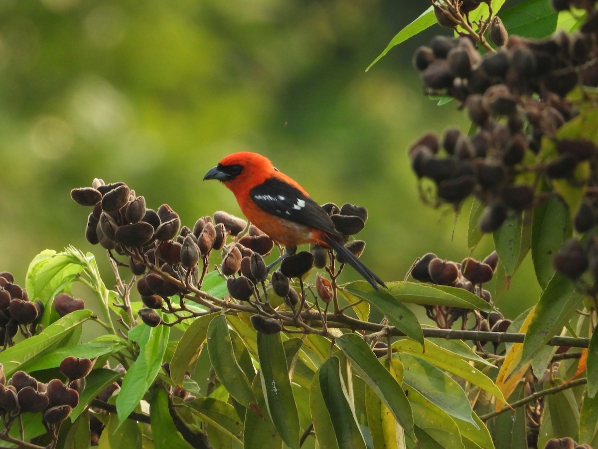 White-winged Tanager - ML635644878