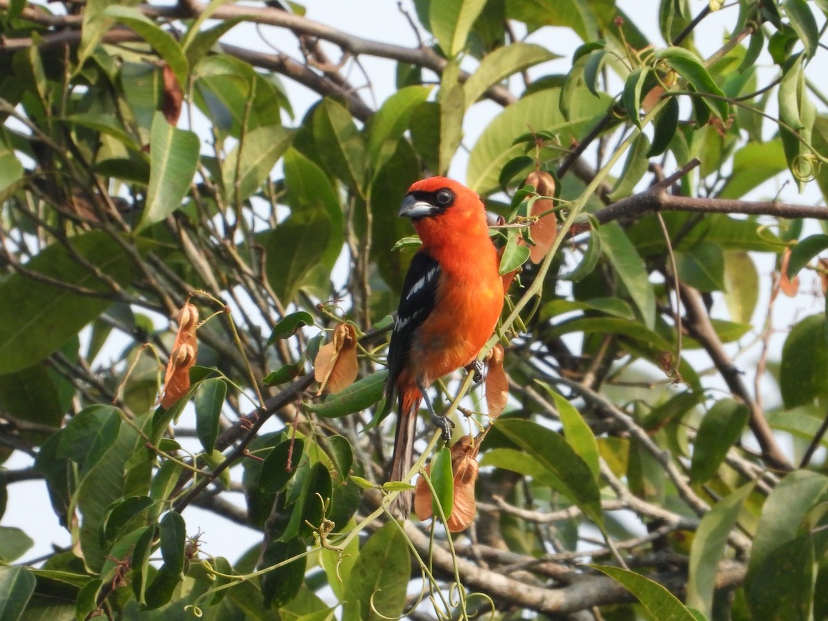 White-winged Tanager - ML635644879