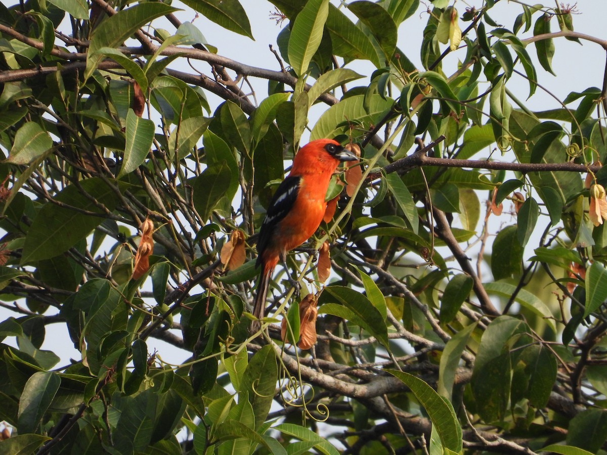 White-winged Tanager - ML635644880