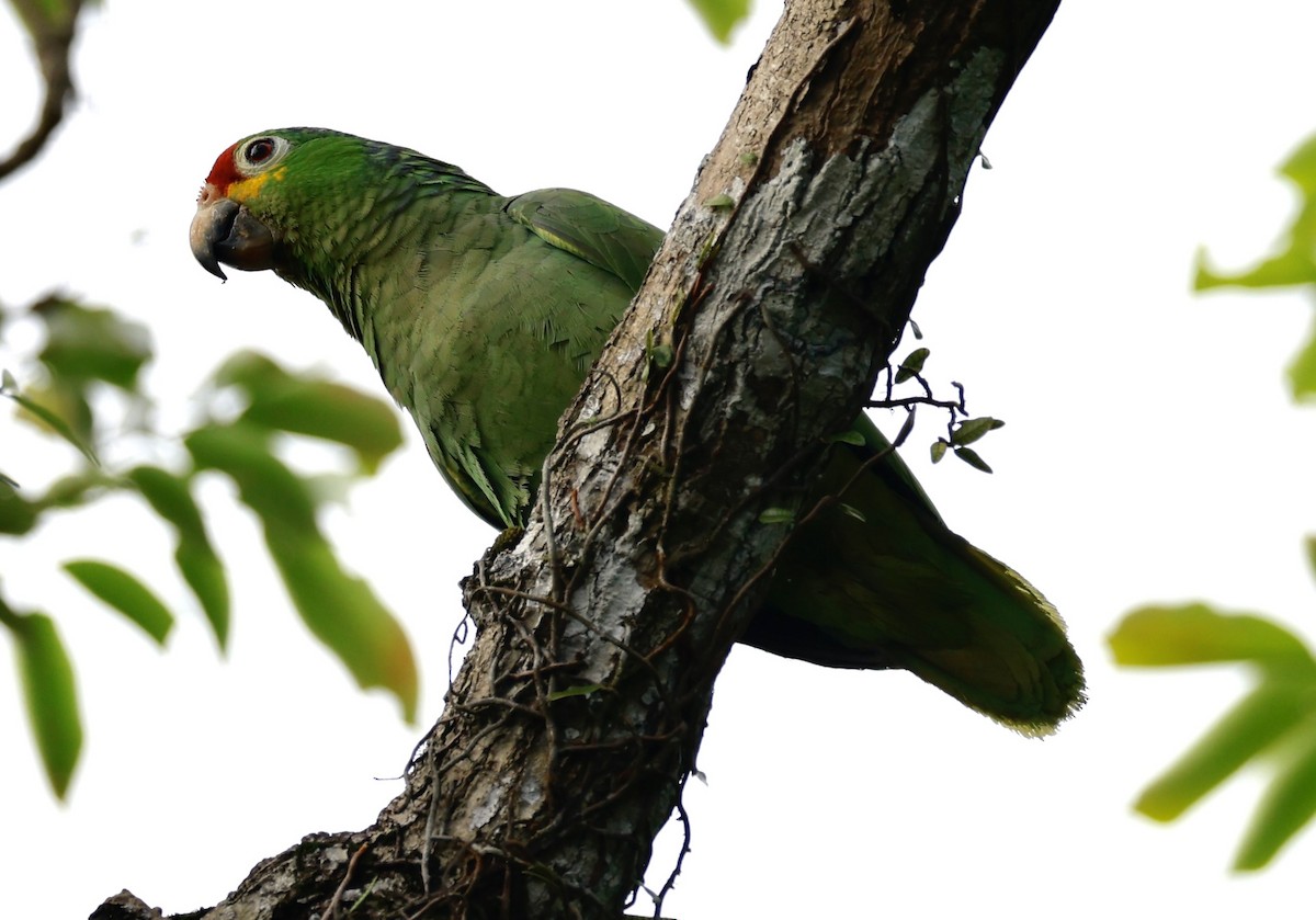 Red-lored Amazon - ML635644882