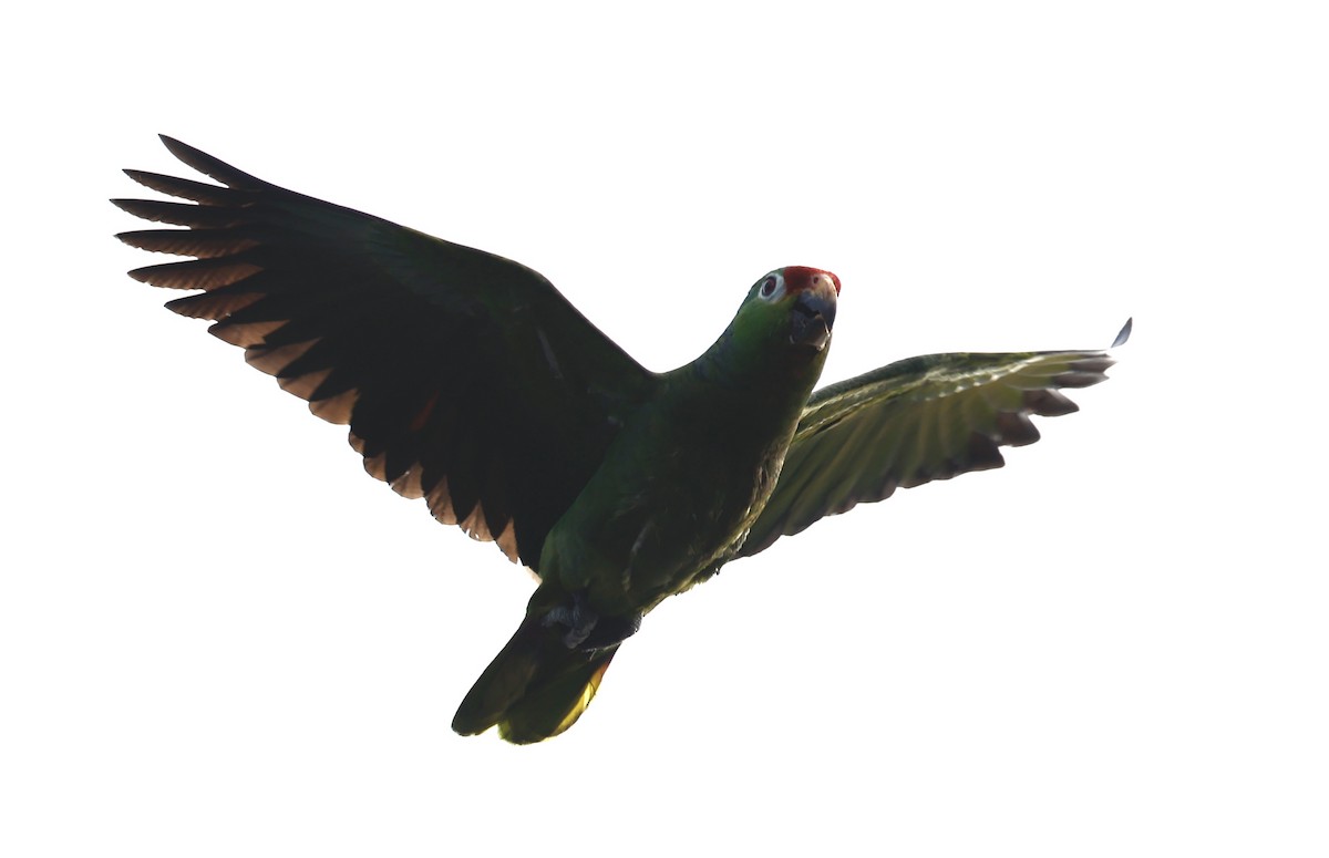 Red-lored Amazon - ML635644883