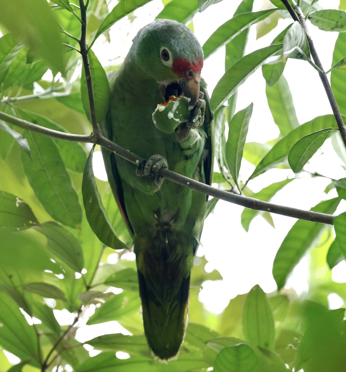 Red-lored Amazon - ML635644884