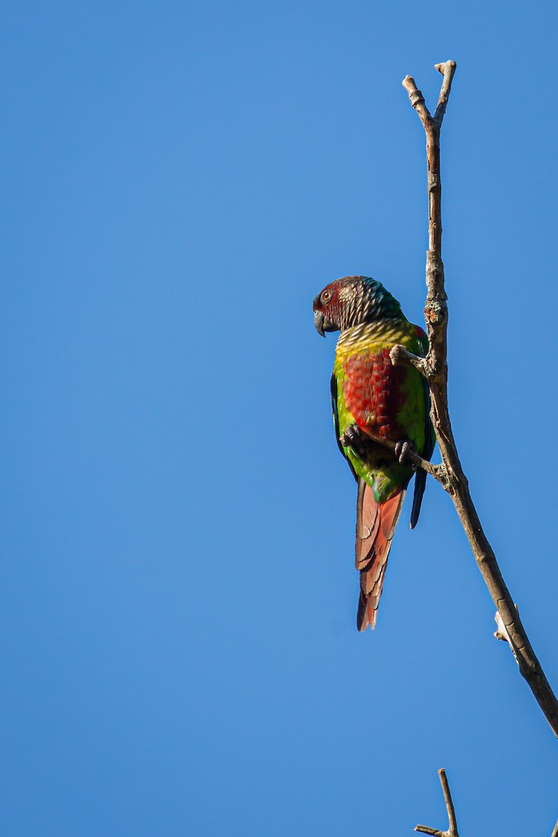 アカオウロコインコ - ML635644889
