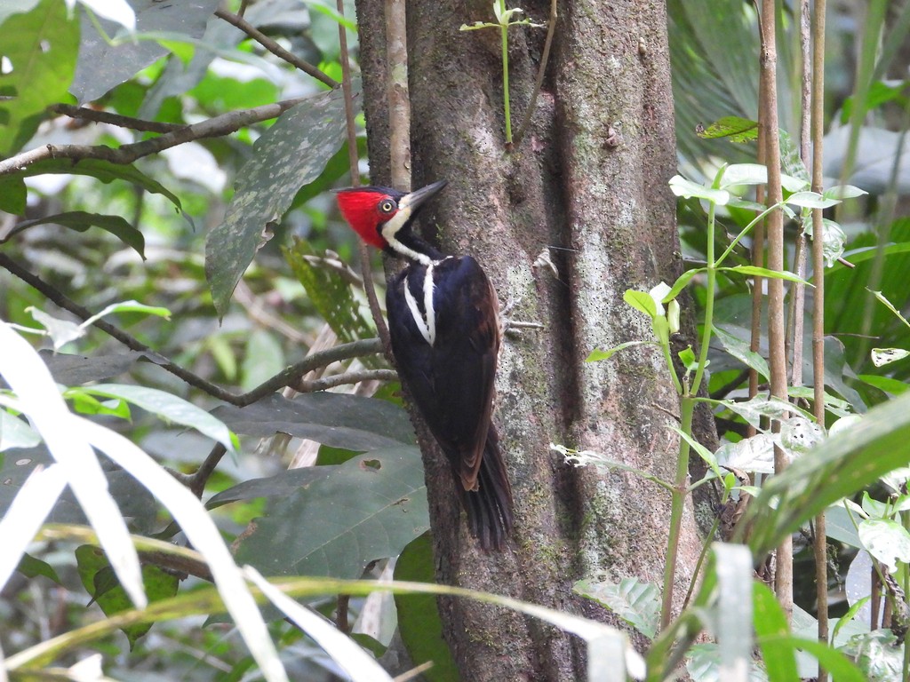 Crimson-crested Woodpecker - ML635644904