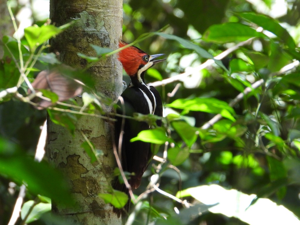 Crimson-crested Woodpecker - ML635644905