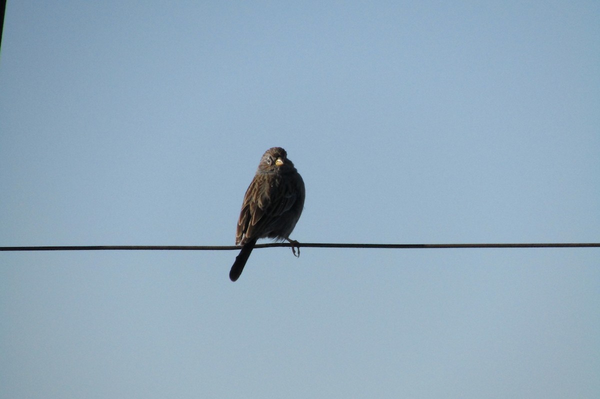 Carbonated Sierra Finch - ML635644917