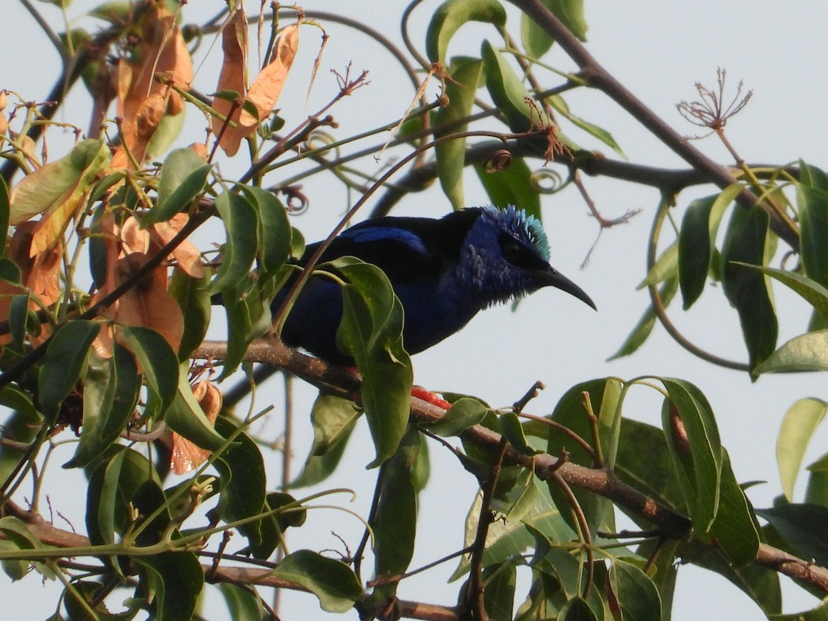 Red-legged Honeycreeper - ML635644942