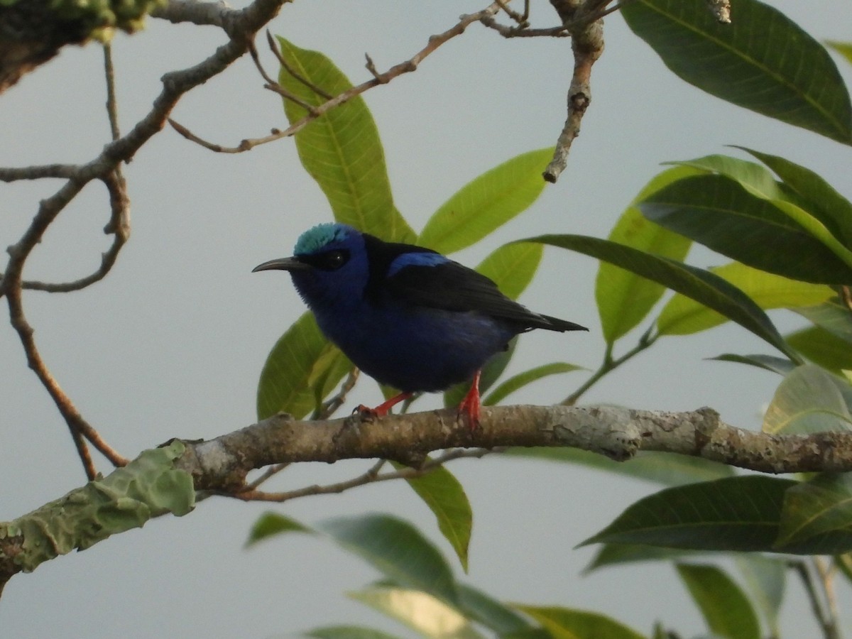 Red-legged Honeycreeper - ML635644943