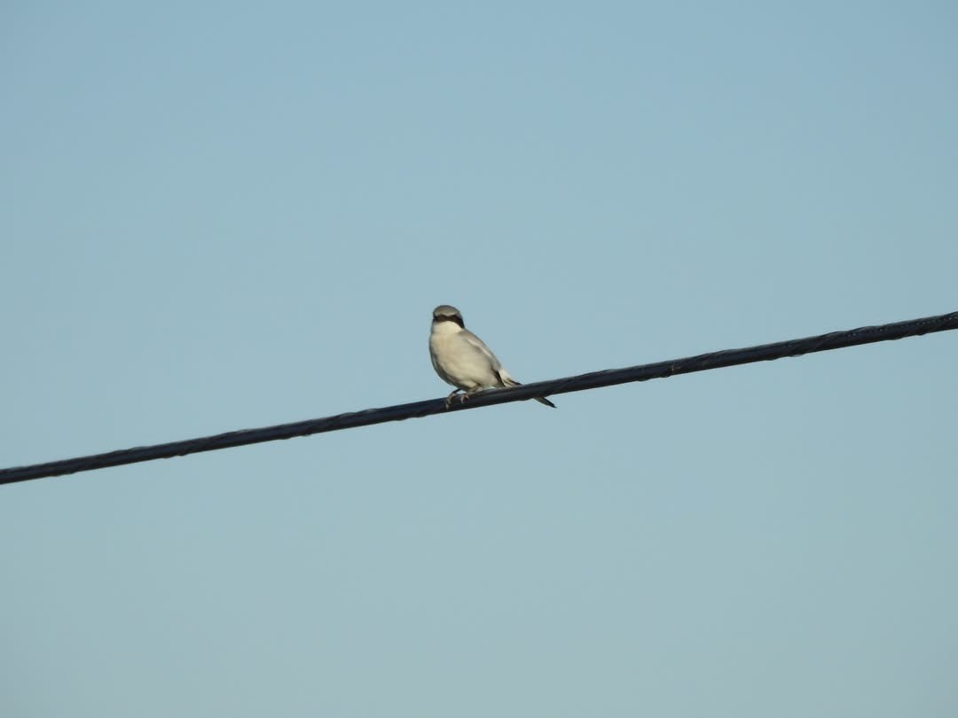 Loggerhead Shrike - ML635644968