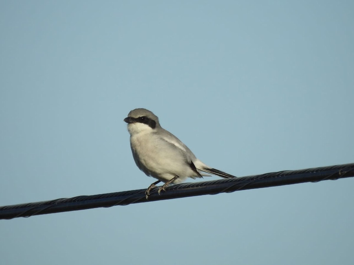 Loggerhead Shrike - ML635644969