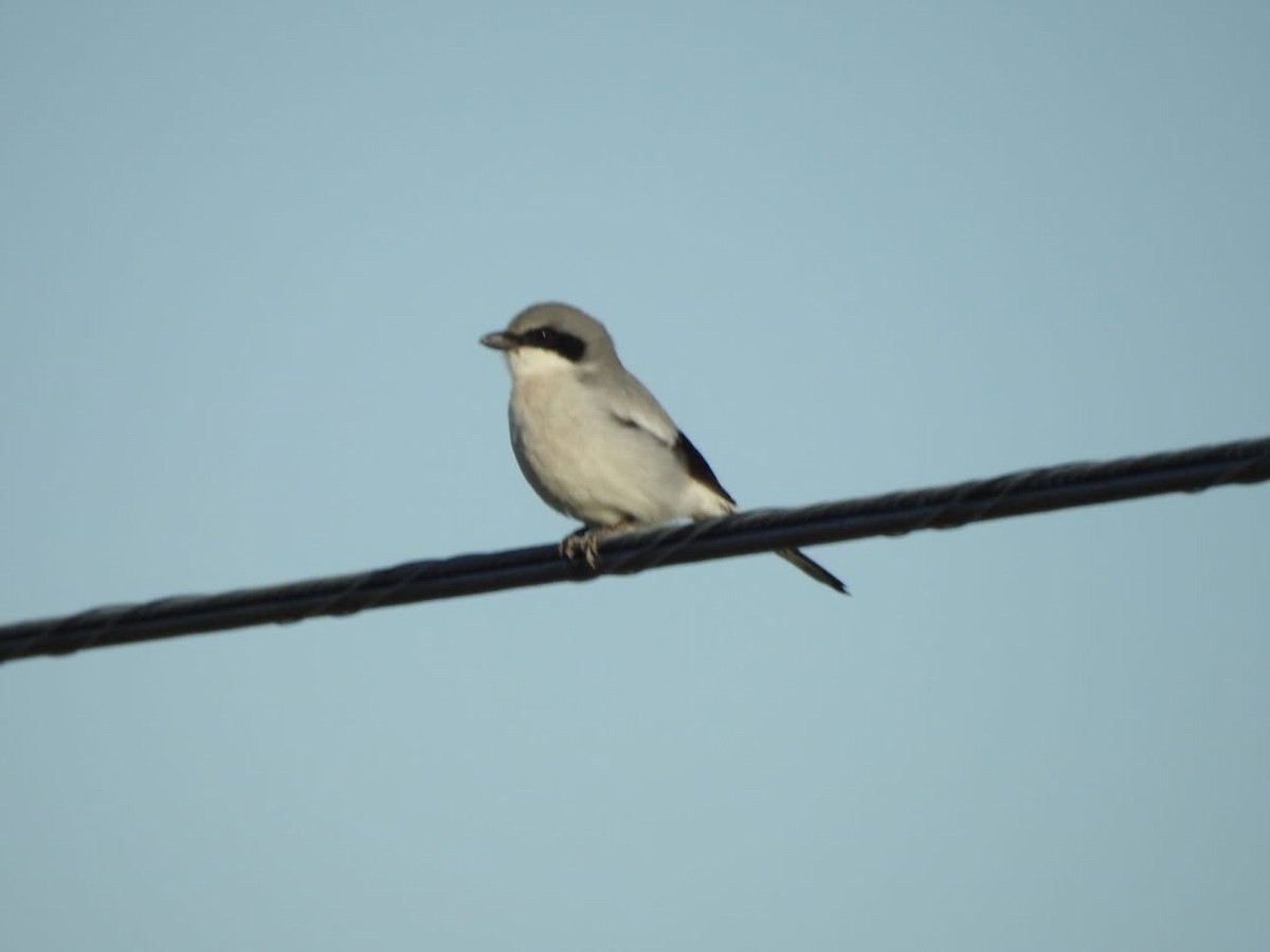 Loggerhead Shrike - ML635644971