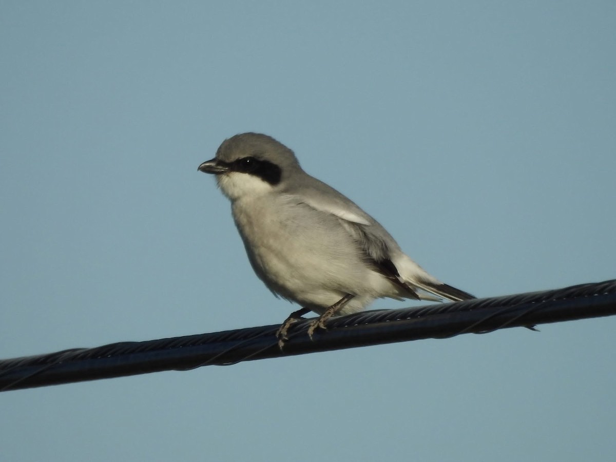 Loggerhead Shrike - ML635644972