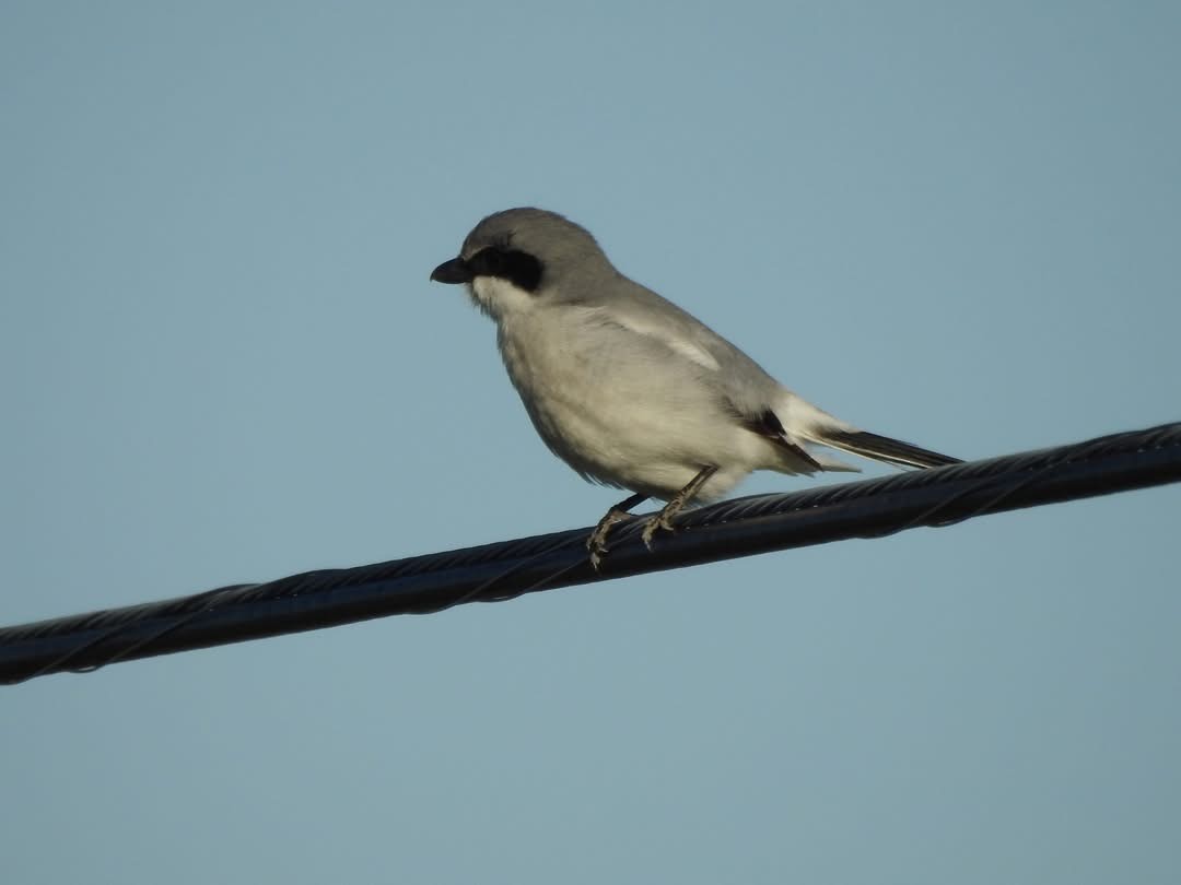 Loggerhead Shrike - ML635644973