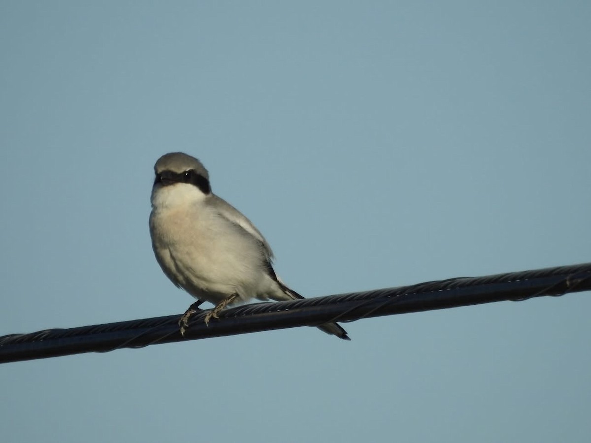 Loggerhead Shrike - ML635644974