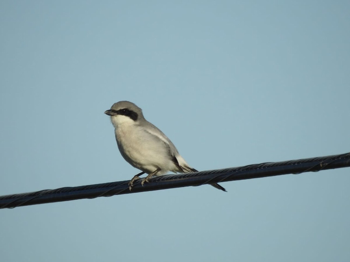 Loggerhead Shrike - ML635644975