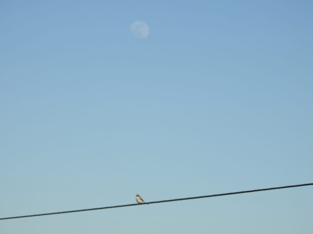 Loggerhead Shrike - ML635644976