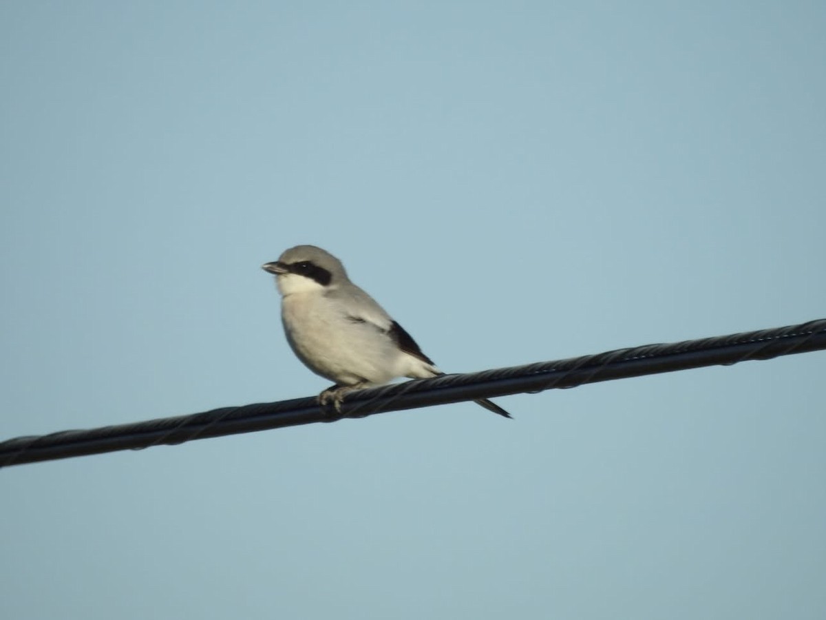 Loggerhead Shrike - ML635644977